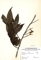 藏品(通條樹)的圖片